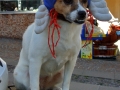 2014_Tremosine_Pieve_Hund.JPG