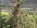2010_Meran.JPG