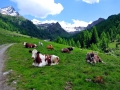 2015_Gostalm_01