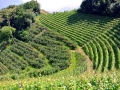 2015_Marlinger_Waalweg_04