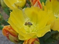 2015_Meran_Schloss_Trauttmansdorff_08