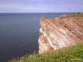 helgoland_lummen.jpg