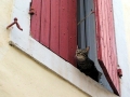 2009_Saint_Rémy_de_Provence.JPG