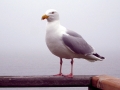 2012_Sylt_Moeve.JPG